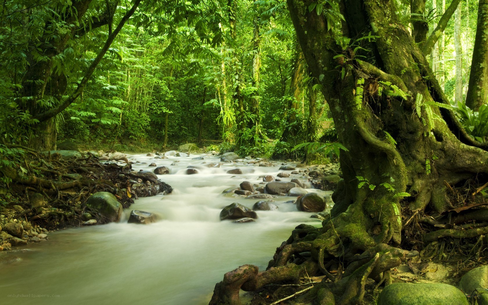 River in a lush forest