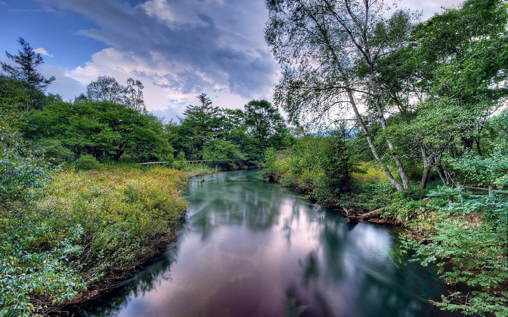 River in a lush forest