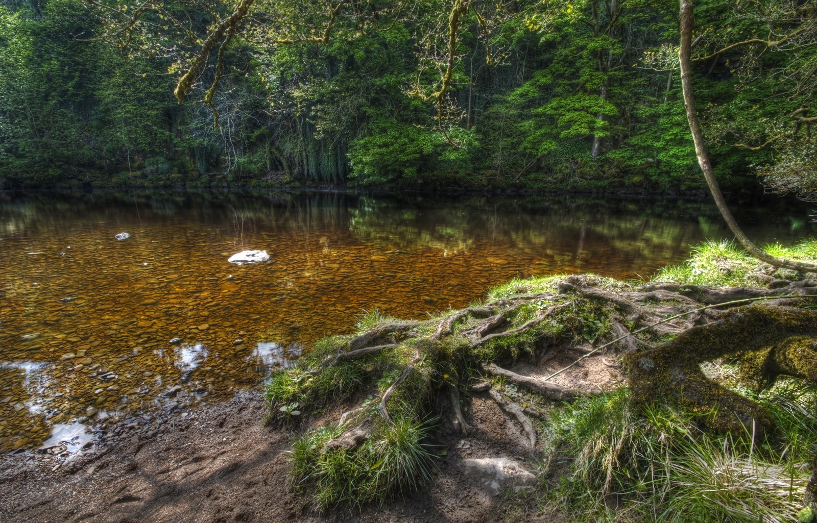 River in a lush forest