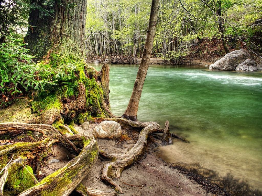 River in a lush forest