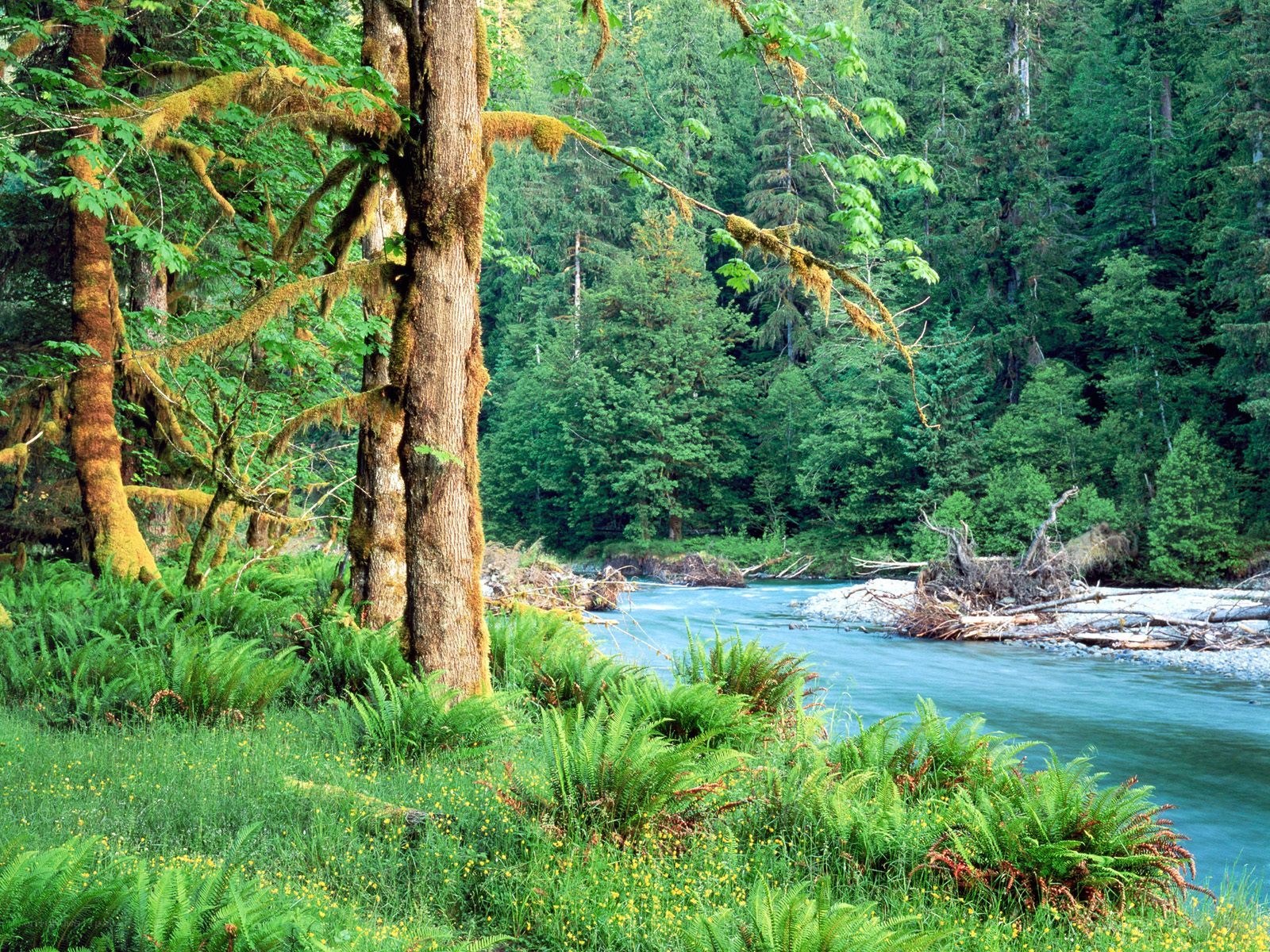 River in a lush forest