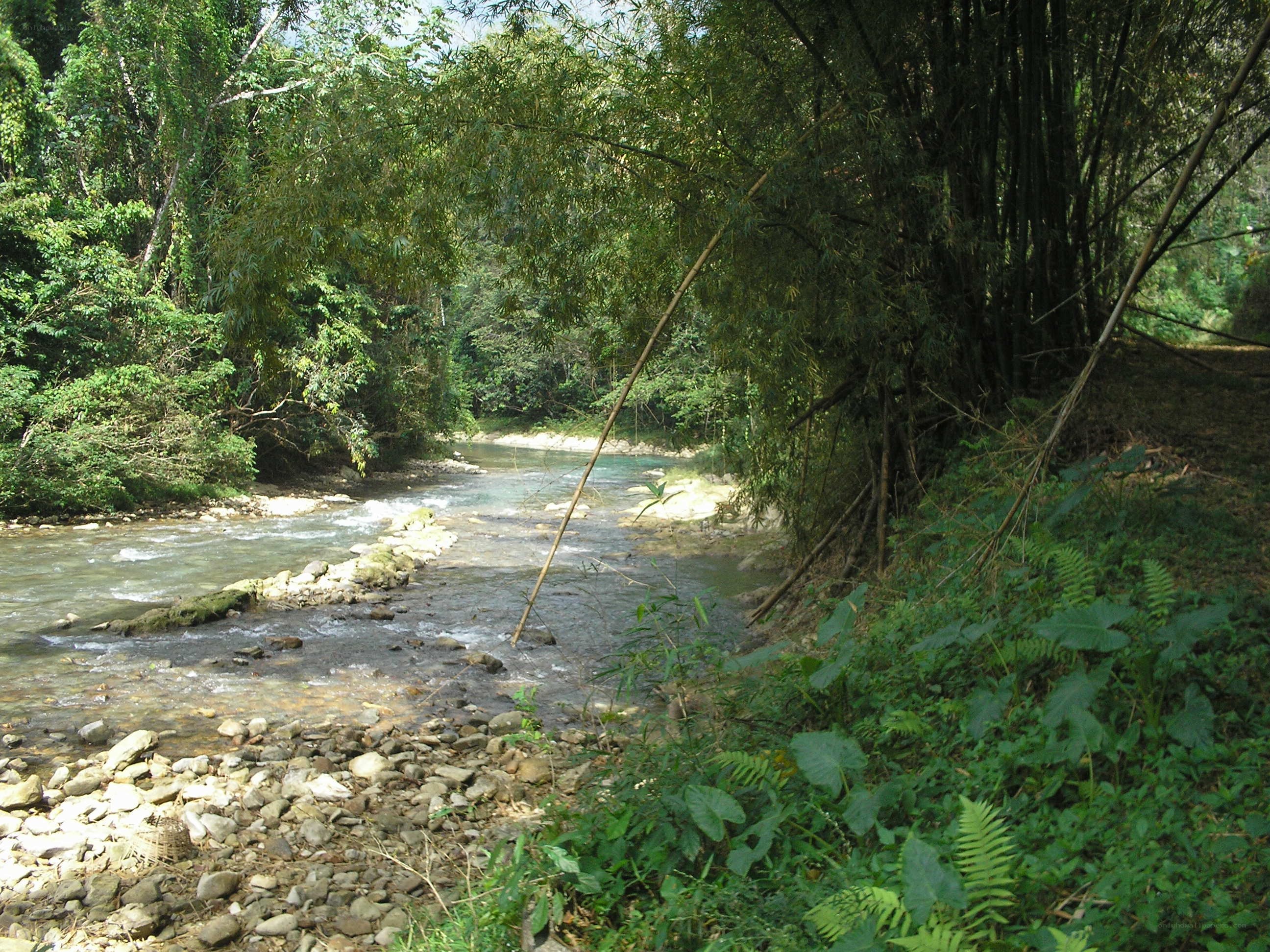 River in a lush forest