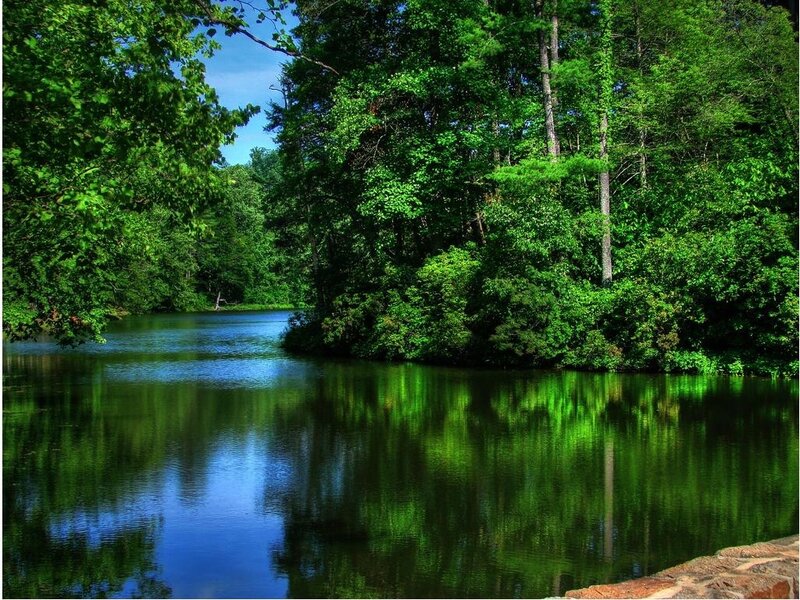 River in a lush forest
