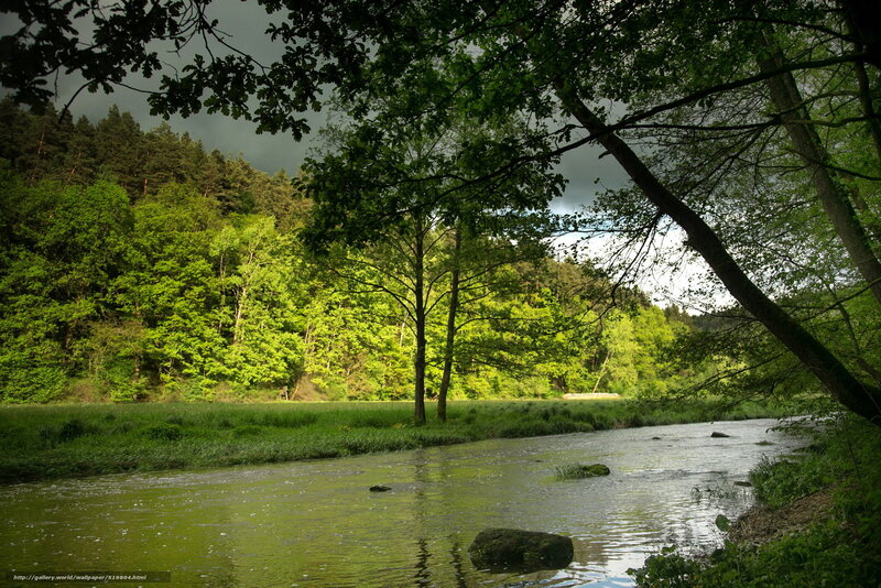 River in a lush forest