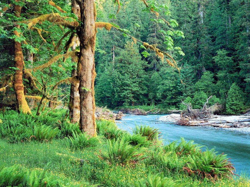 River in a lush forest