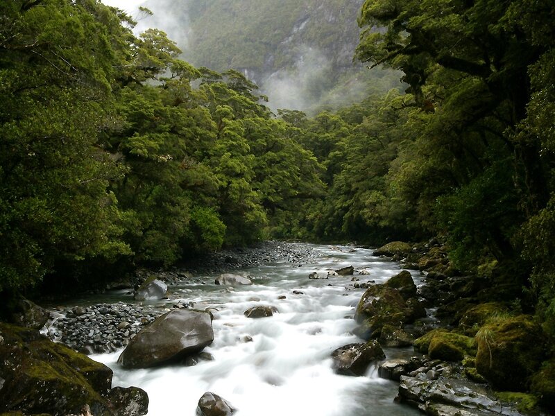 River in a lush forest