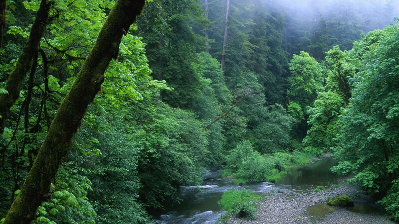 River in a lush forest