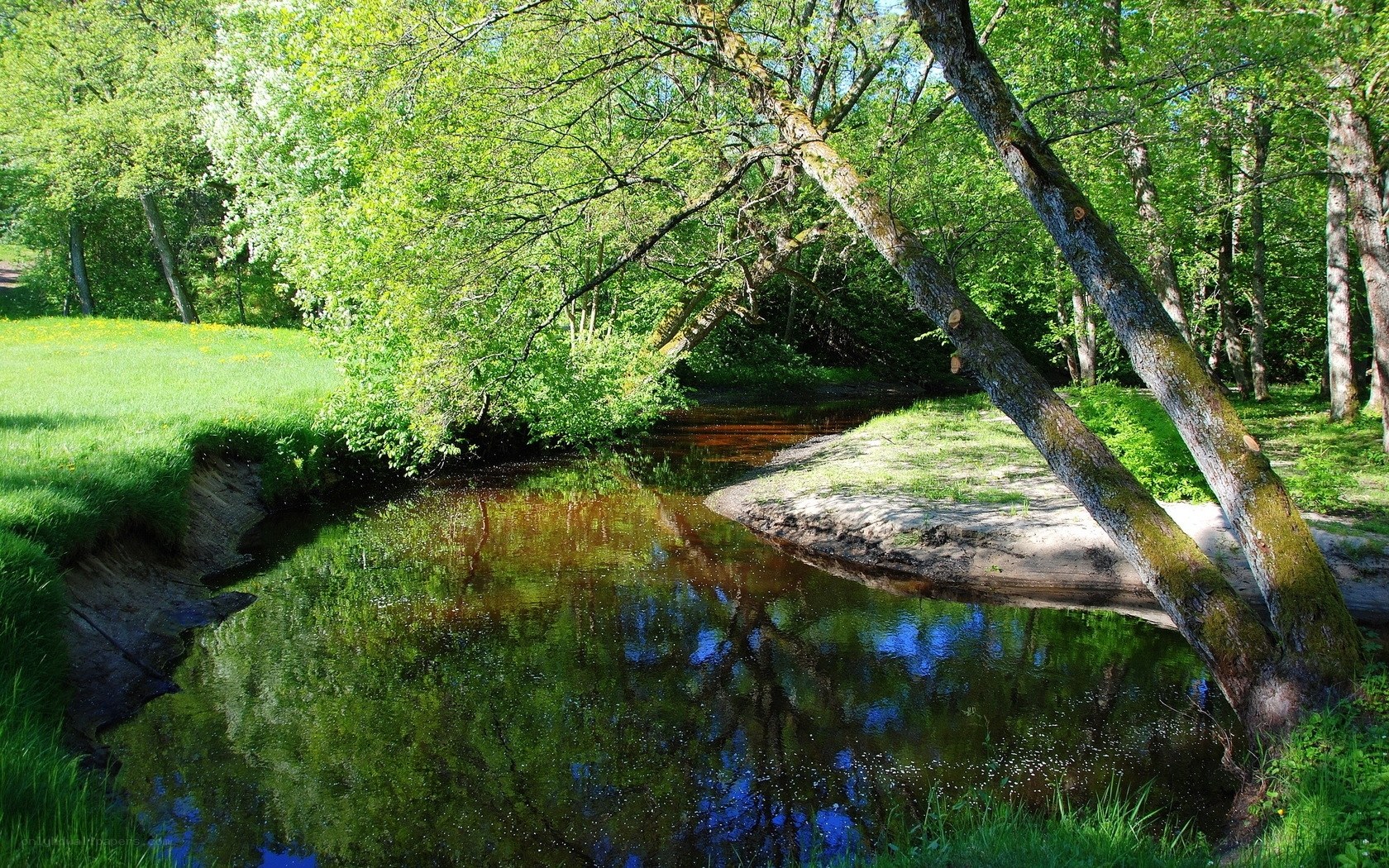 River in a lush green forest