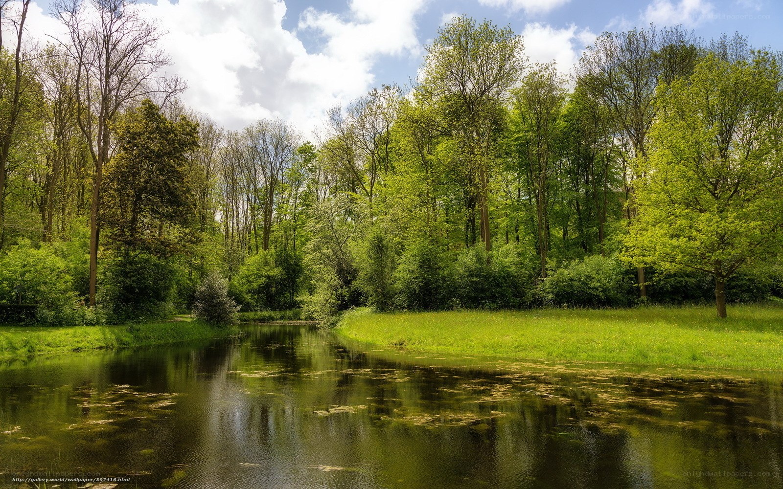 River in a lush green forest