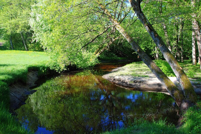 River in a lush green forest