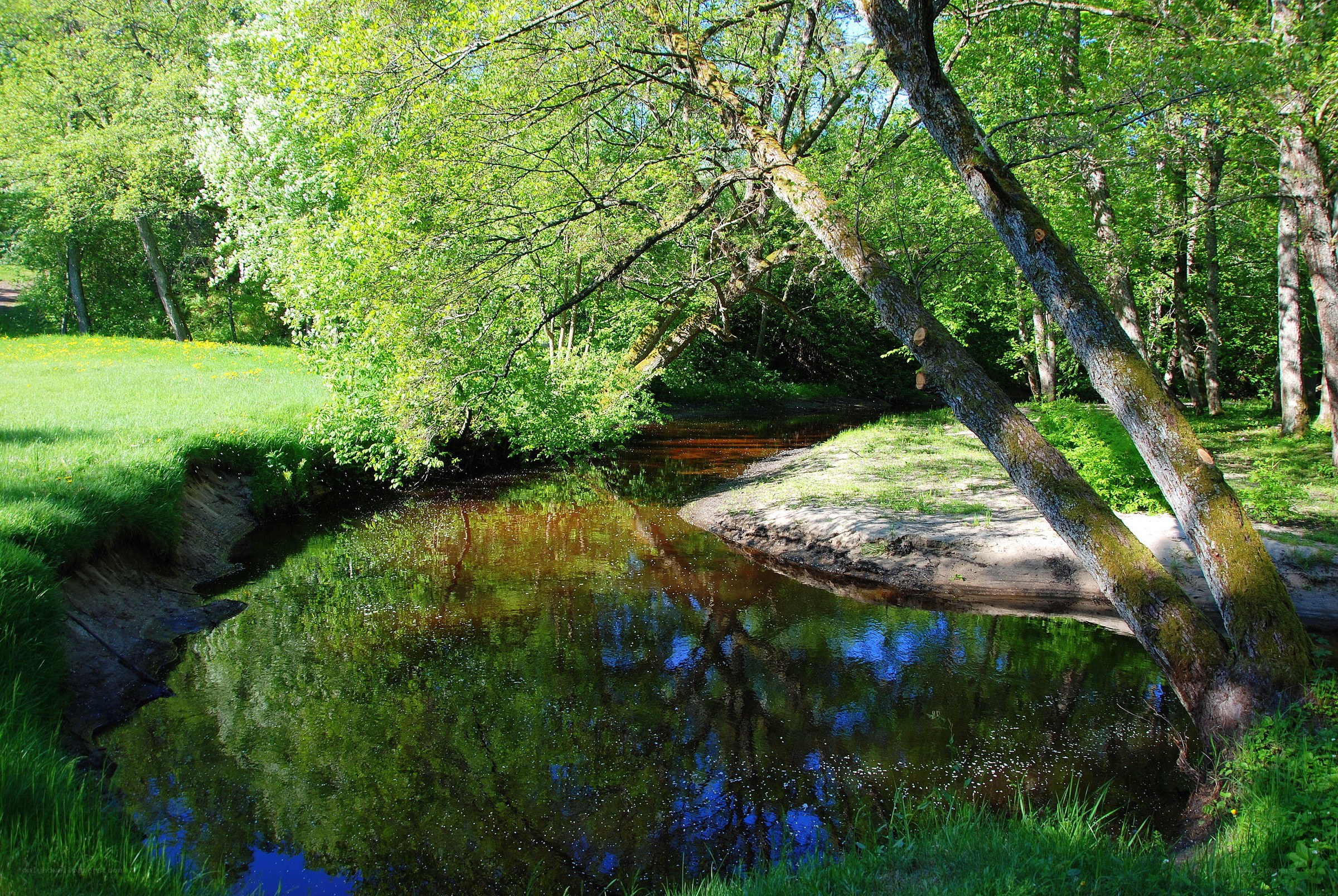 River in a lush green forest