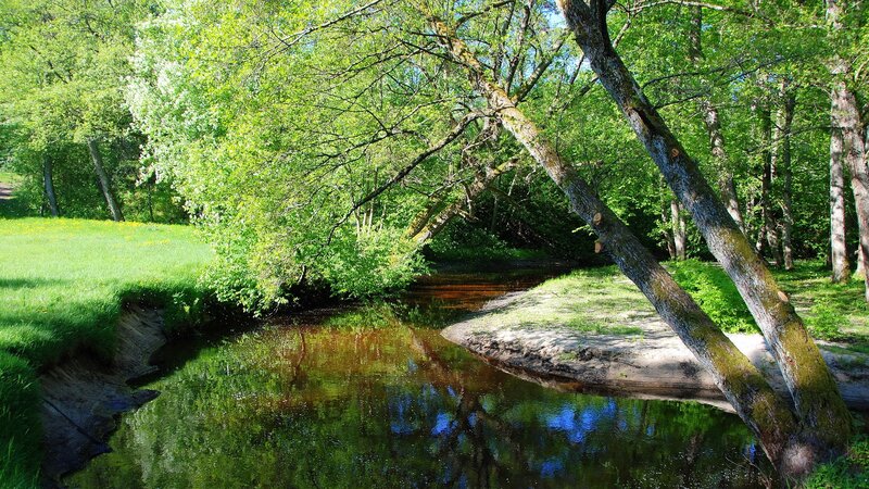 River in a lush green forest