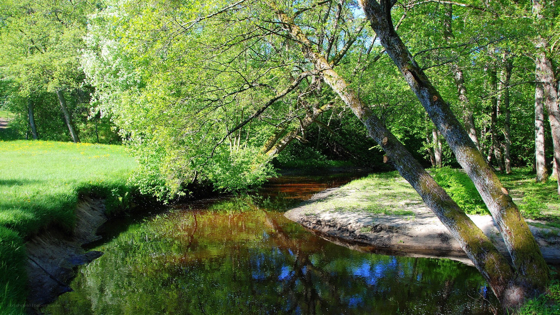 River in a lush green forest