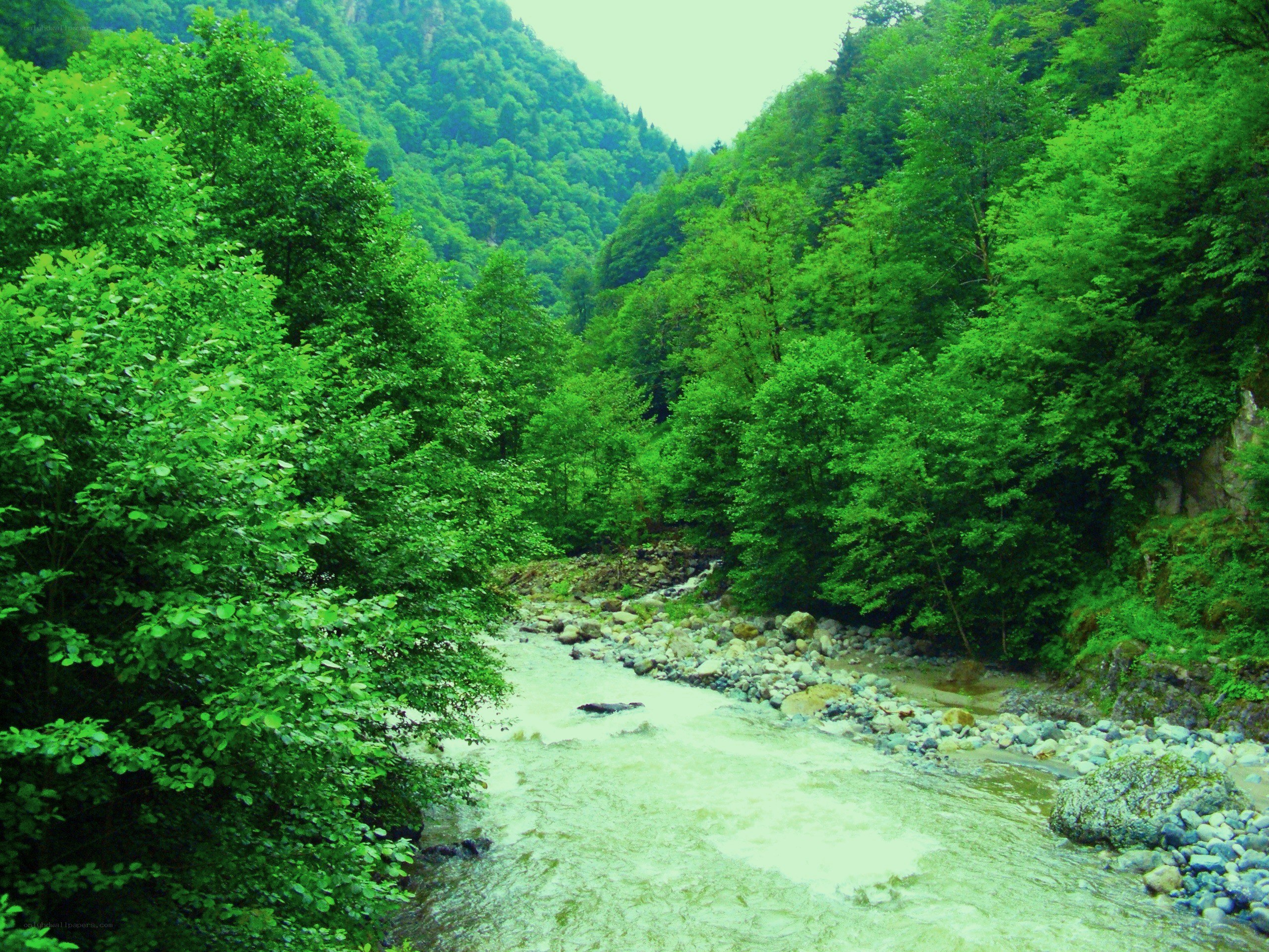 River in a lush green forest
