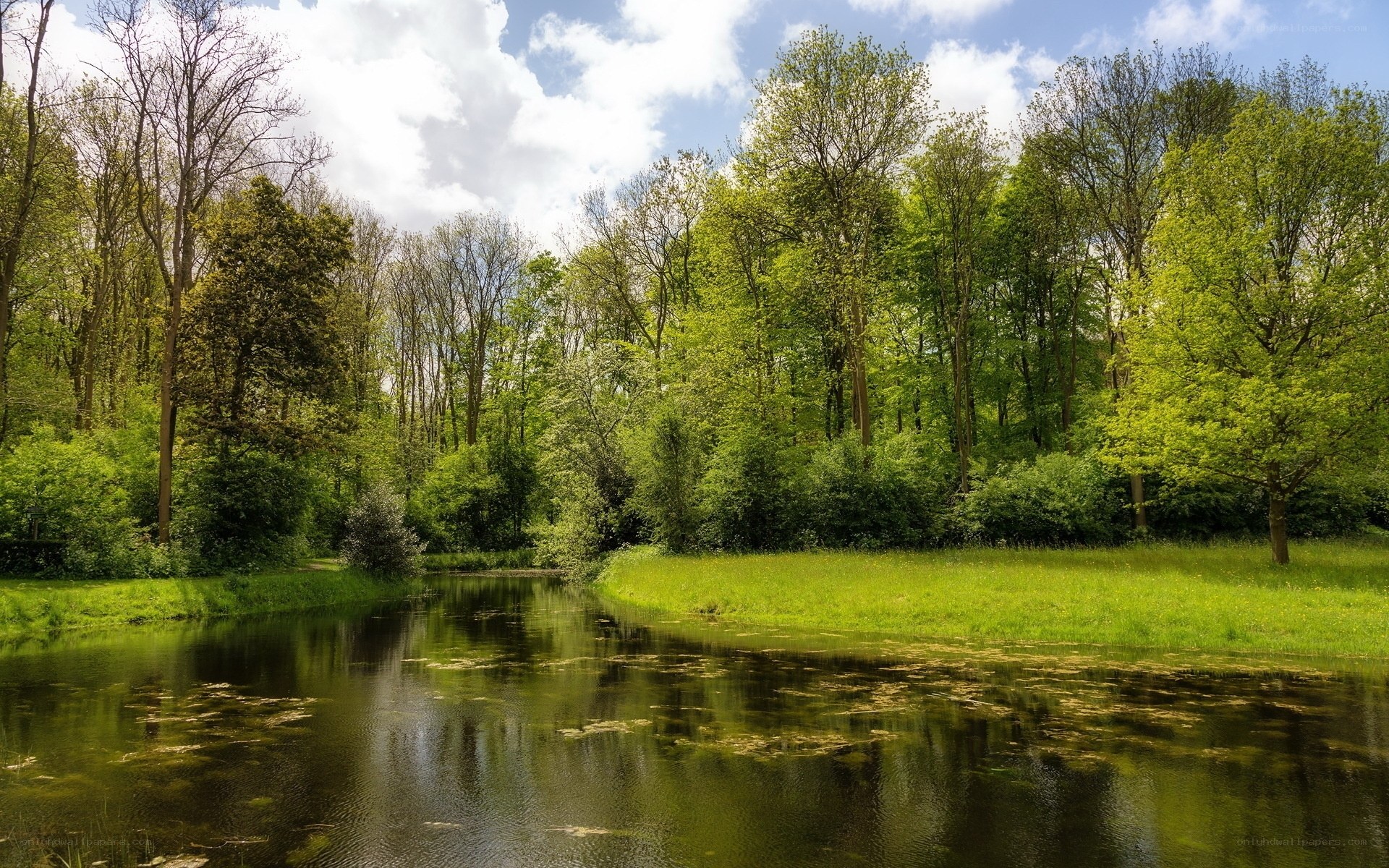 River in a lush green forest