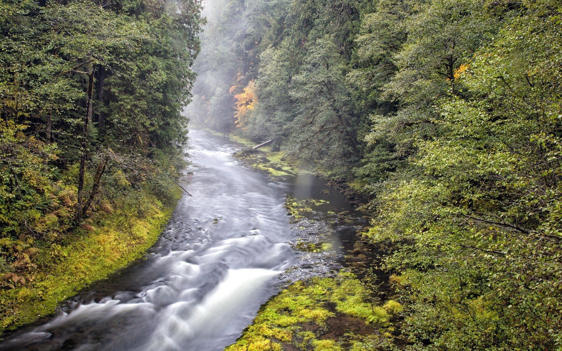 River in a misty forest