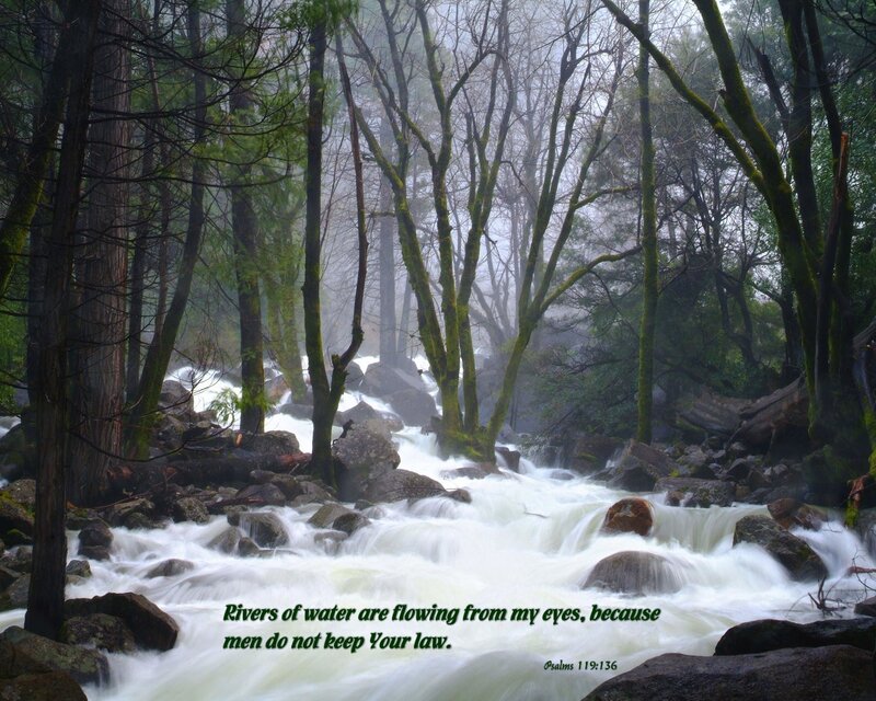 River in a misty forest