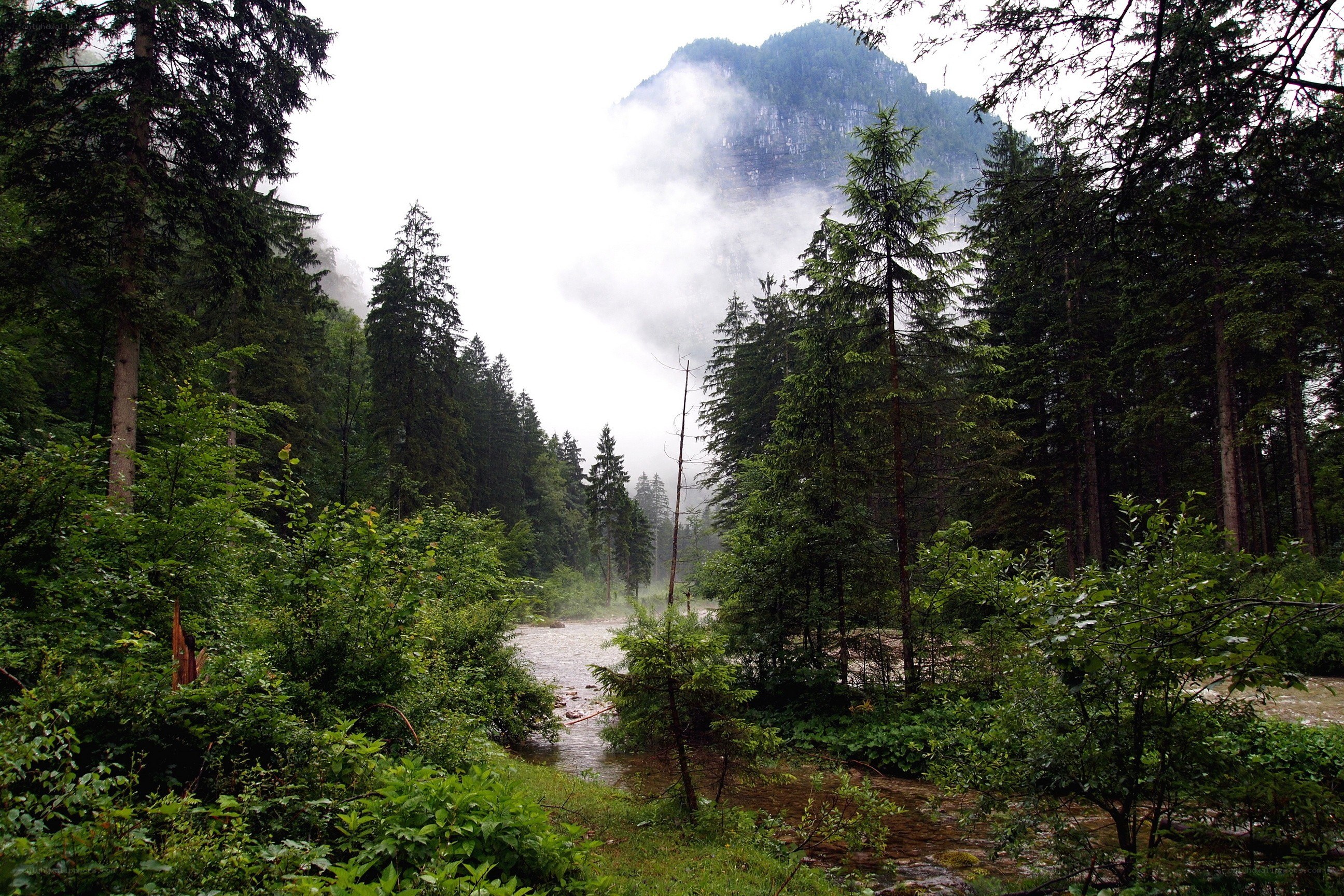 River in a misty forest valley