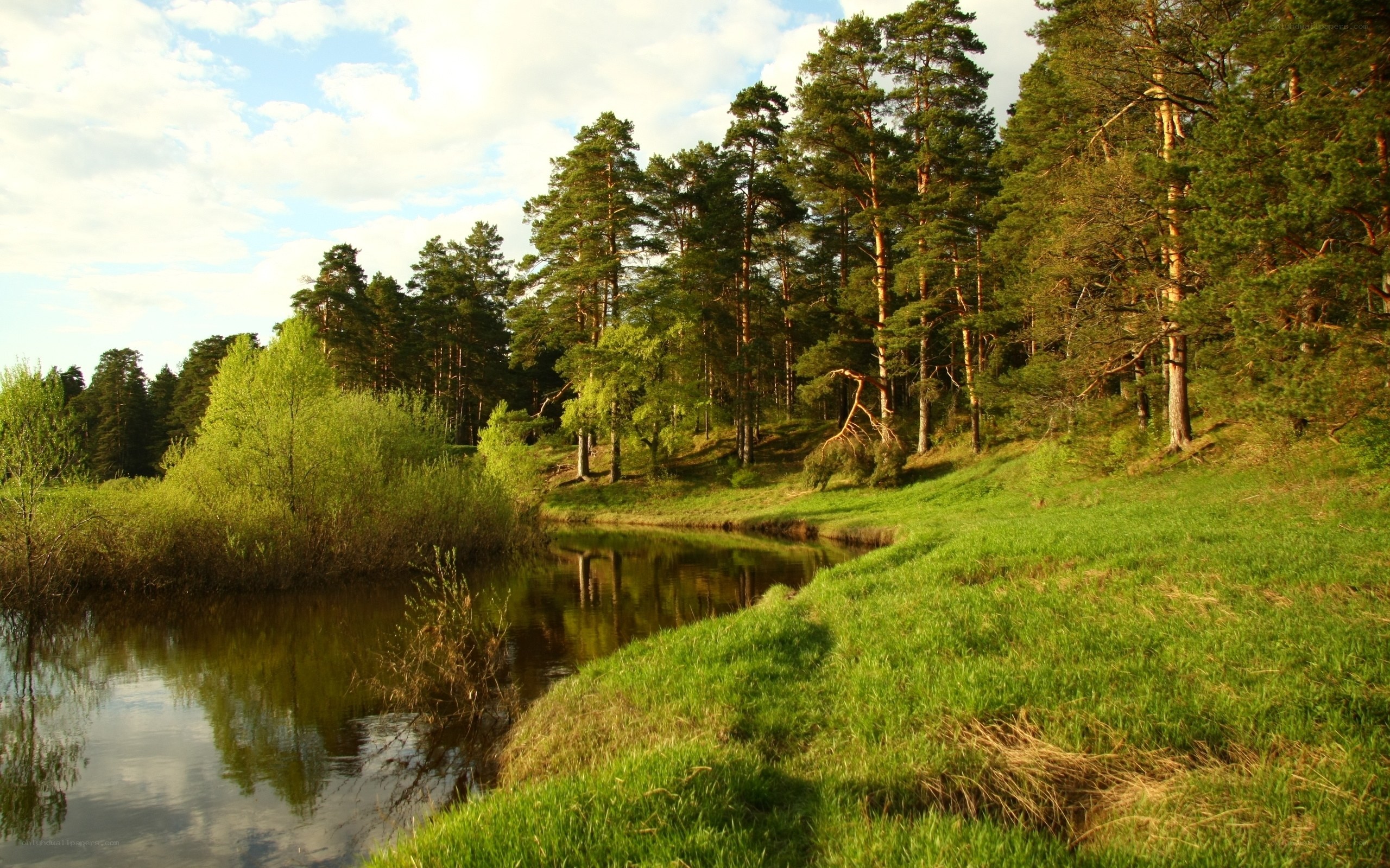 River in a pine forest