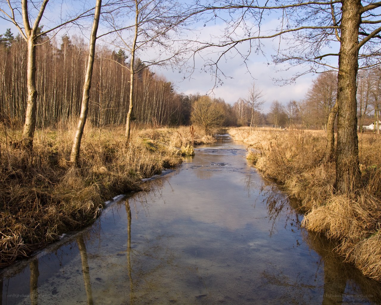 River in a winter forest