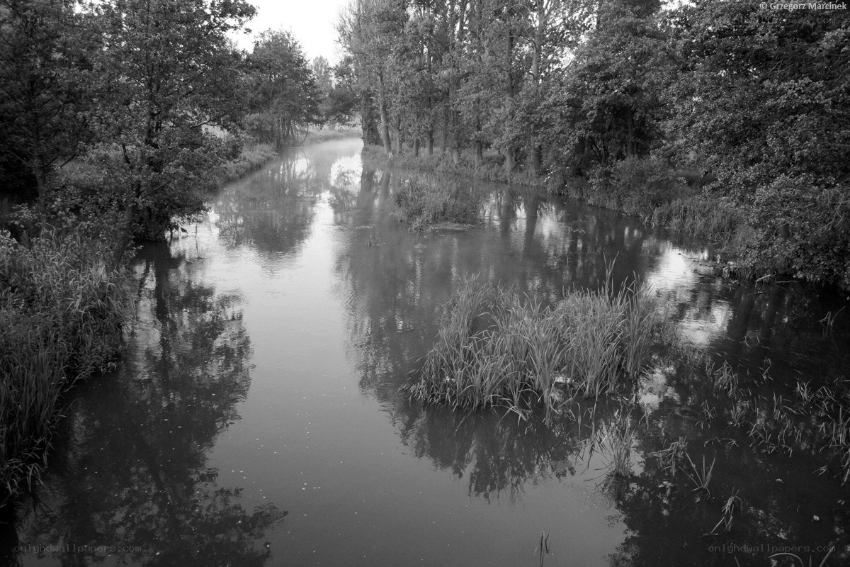 River in a wooded area
