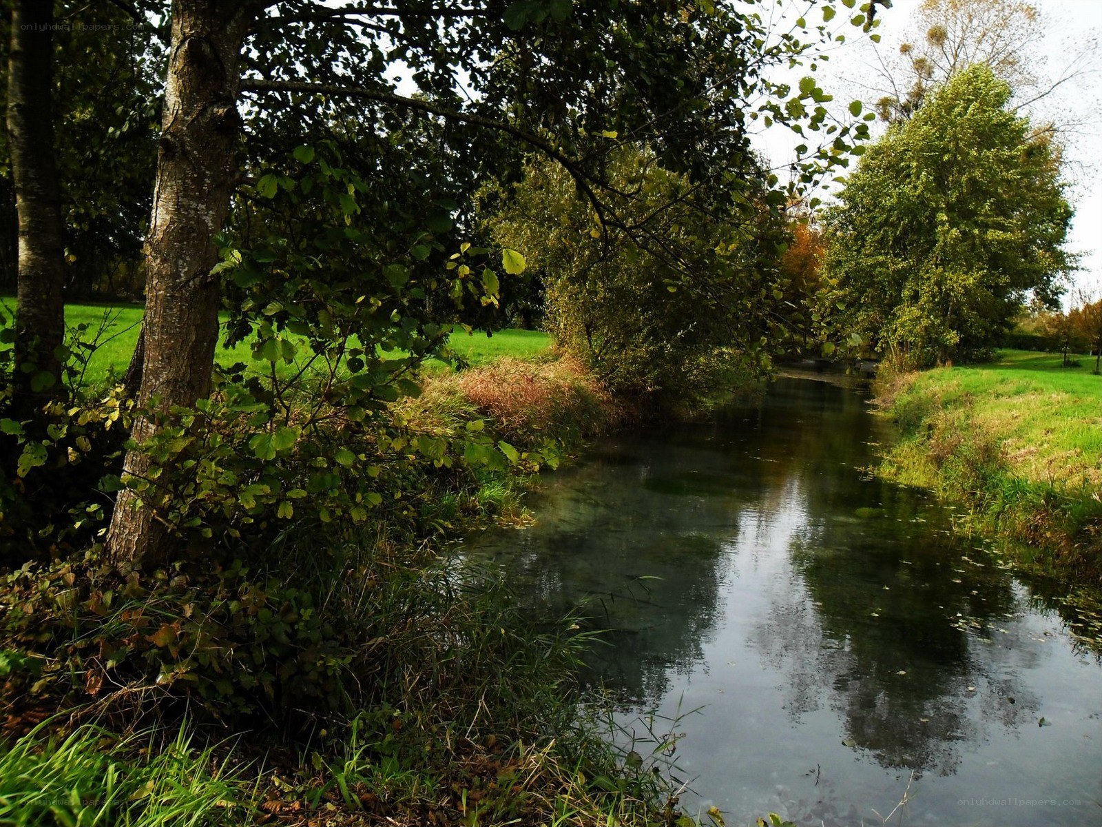 River in a wooded park