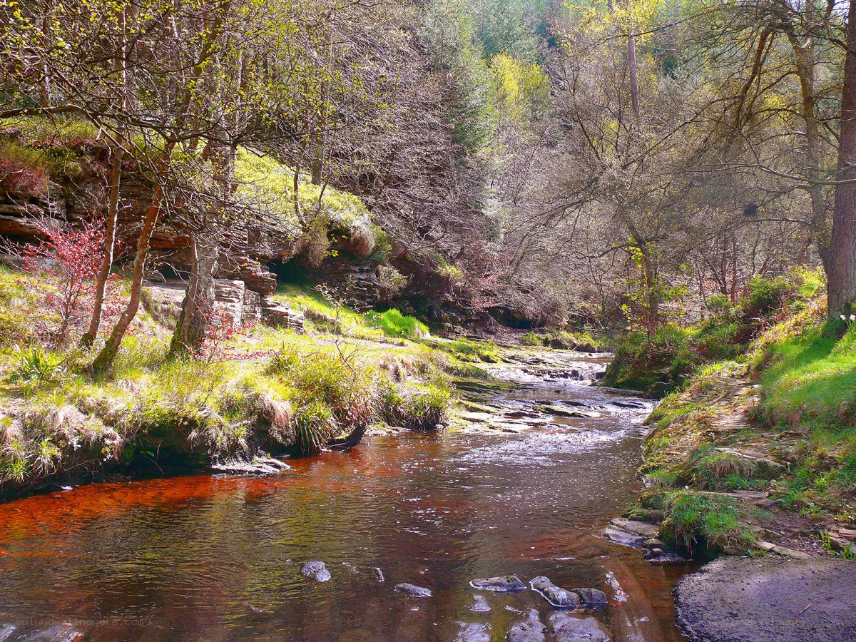River in a wooded valley