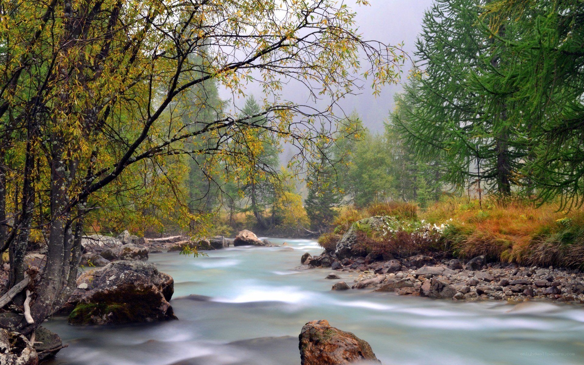 River in autumn forest