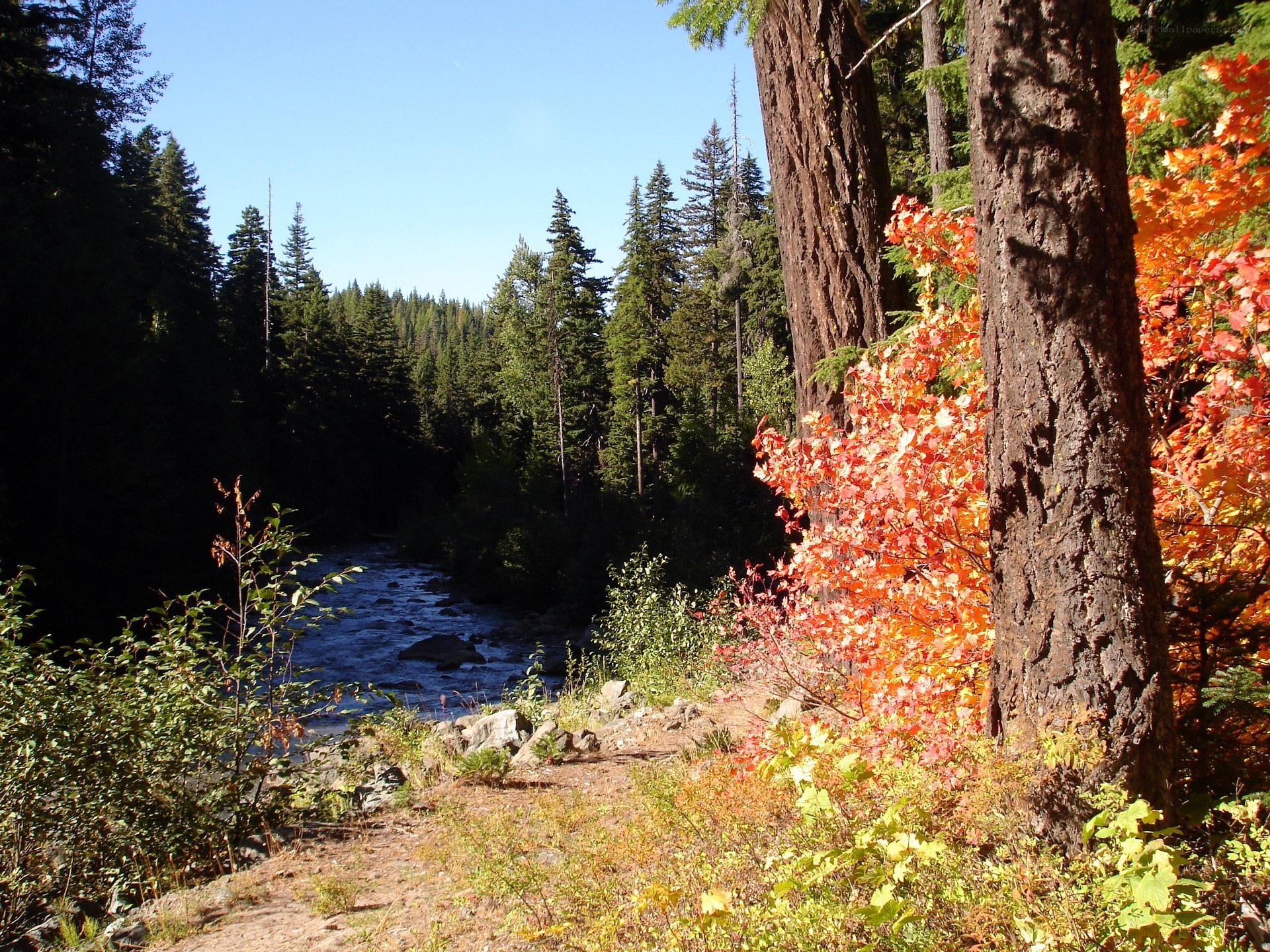 River in autumn forest