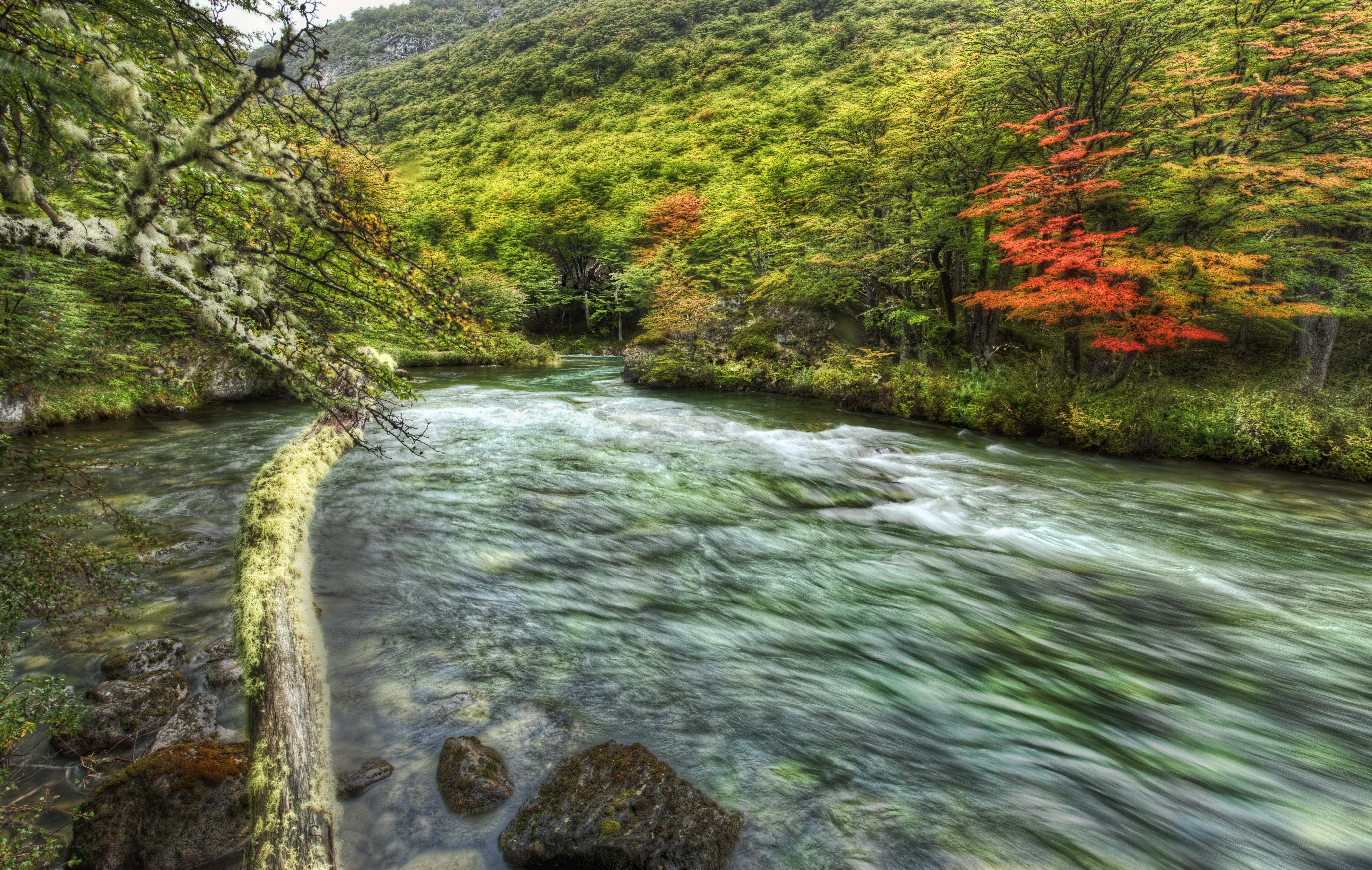 River in autumn forest