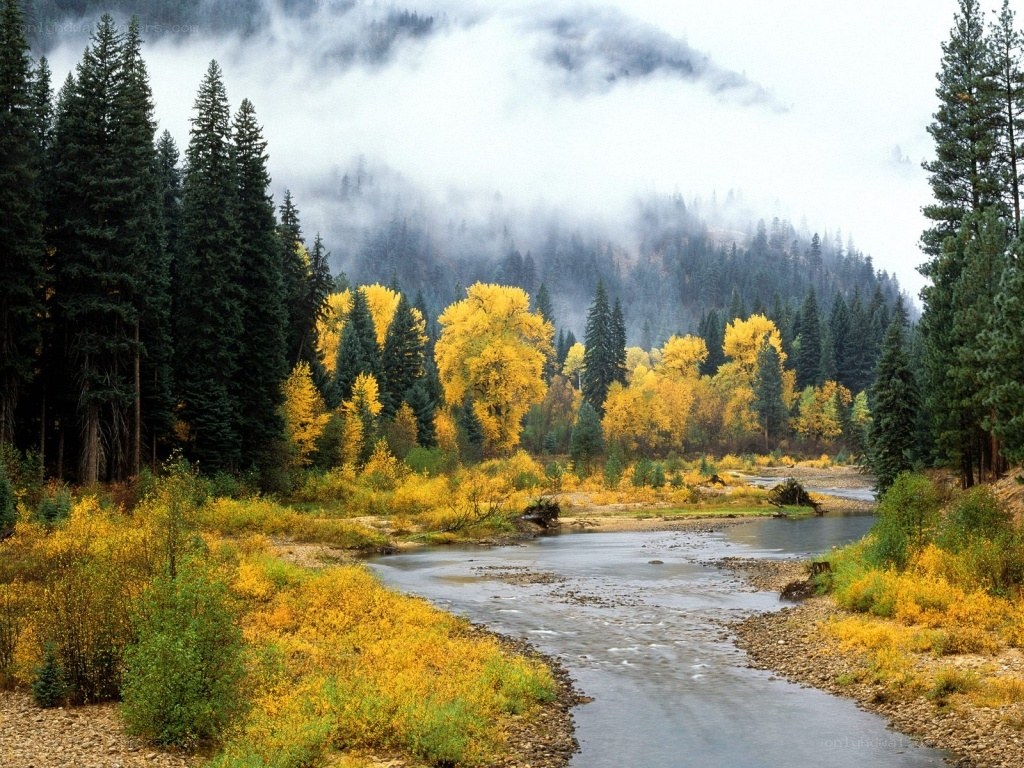 River in autumn forest
