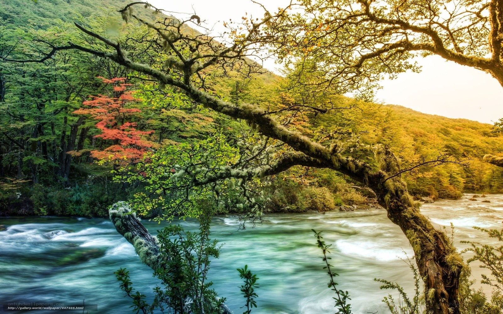 River in autumn forest