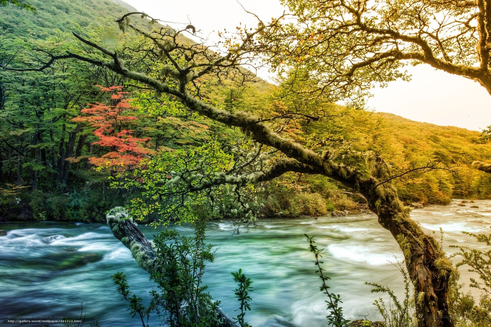 River in autumn forest