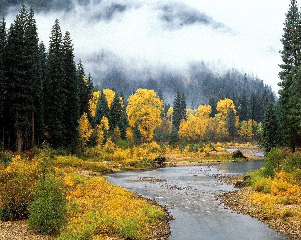 River in autumn forest