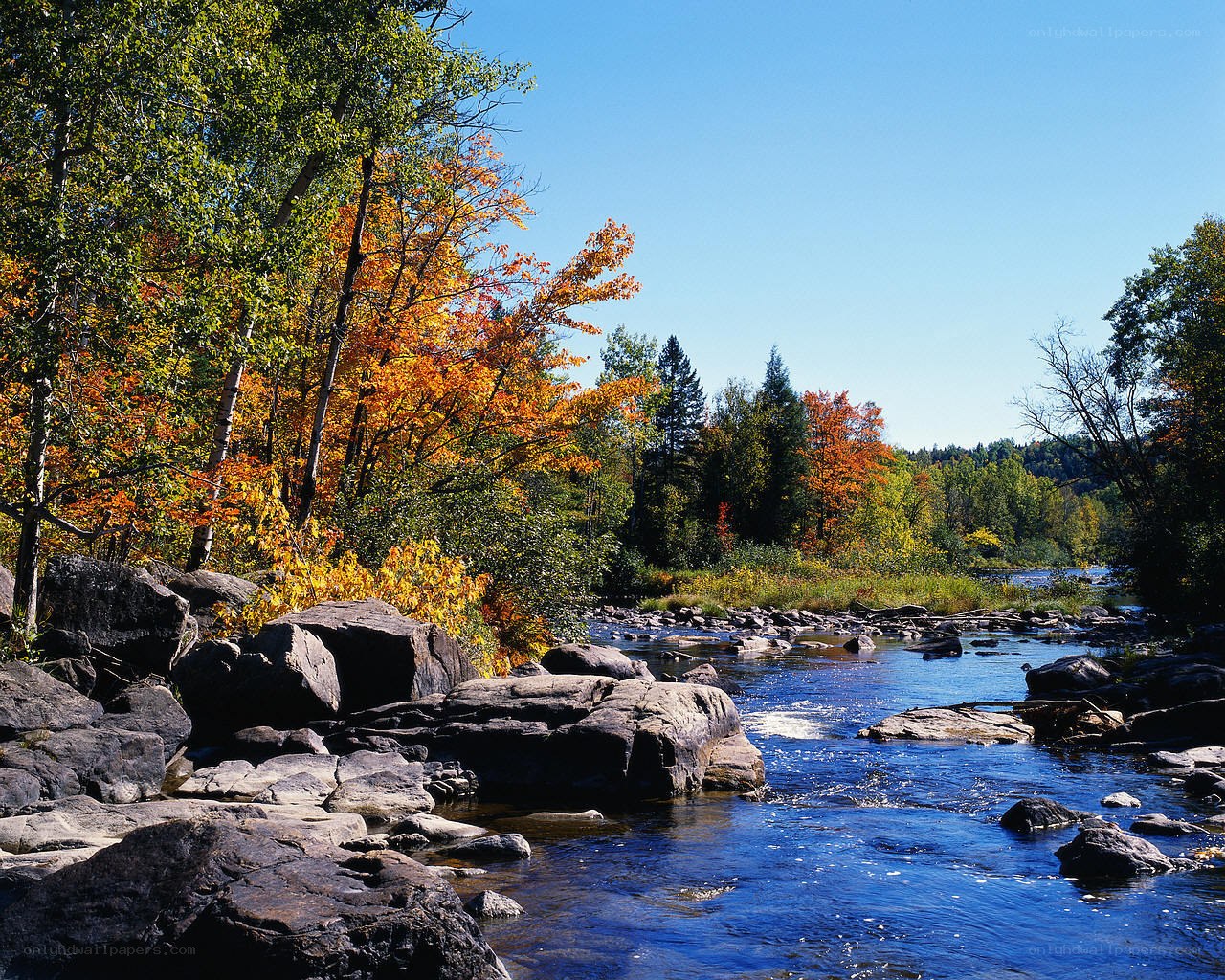 River in autumn forest