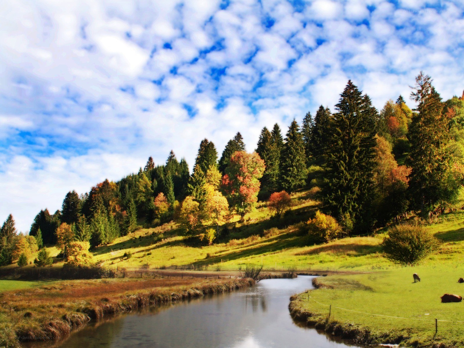 River in autumn forest