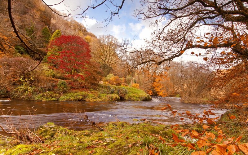 River in Autumn Forest — Brown, Serene, Photograph