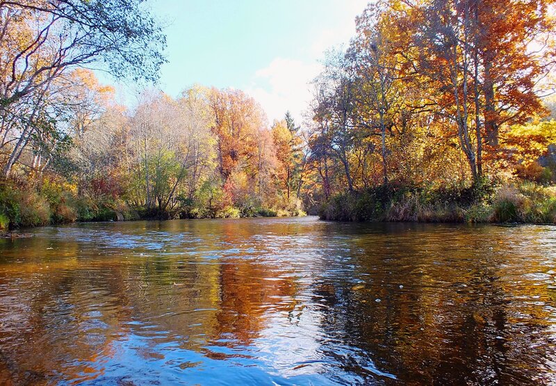River in Autumn Forest — Brown, Serene, Photograph, Trees