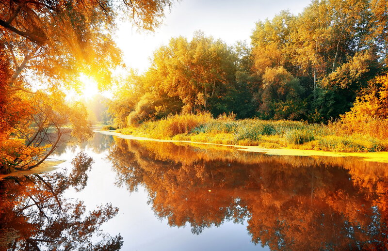 River in Autumn Forest — Gold, Serene, Photograph