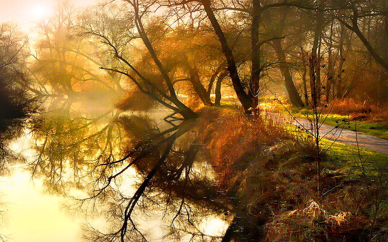 River in Autumn Forest — Gold, Serene