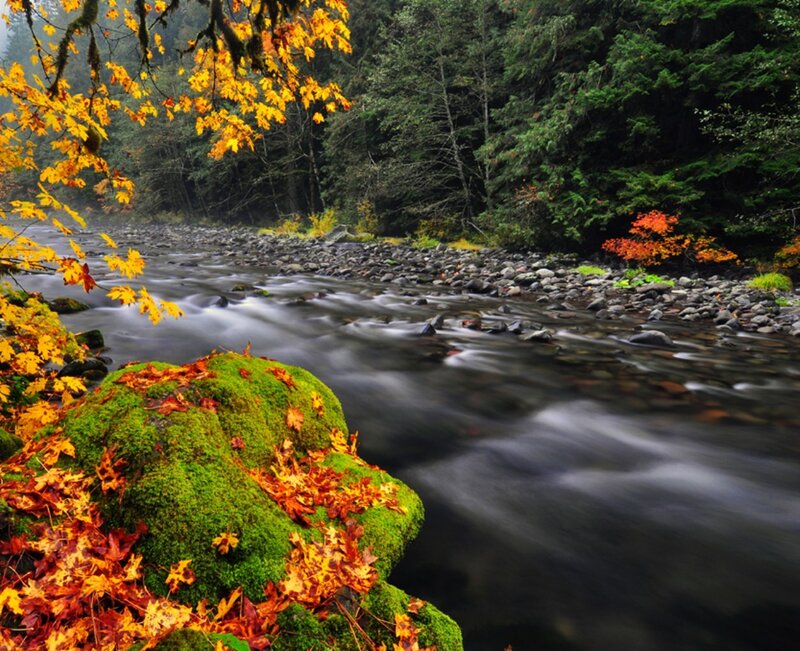 River in Autumn Forest — Green, Serene, Photograph, Mossy Rock