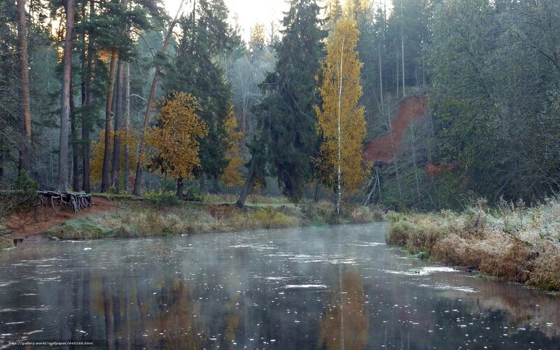 River in Autumn Forest — Green, Serene, Photograph, Trees, Fog