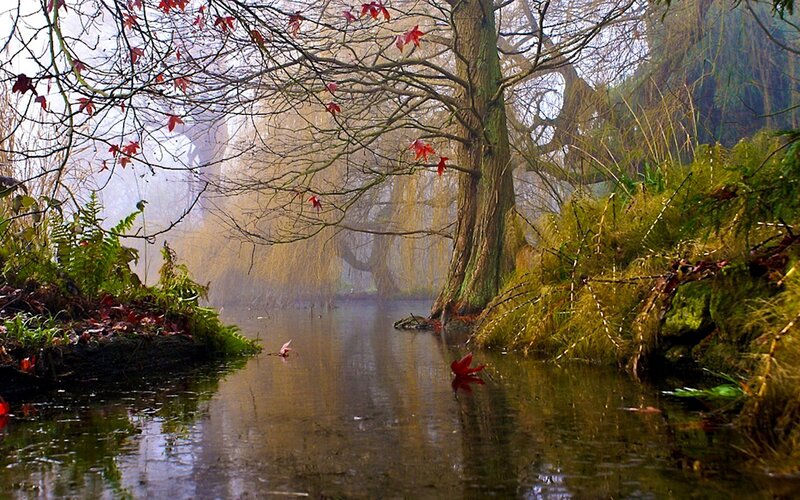 River in Autumn Forest — Green, Serene, Photograph, Trees, Leaves, Moss