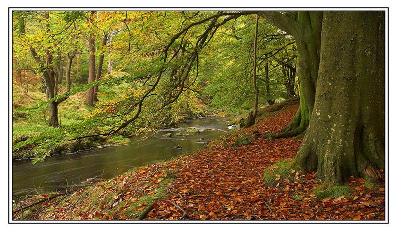 River in Autumn Forest — Green, Serene, Photograph, Trees, Leaves, Stream