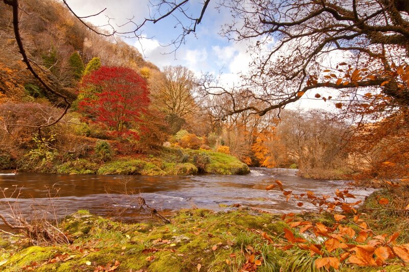 River in Autumn Forest — Green, Serene, Photograph, Trees, Moss, Fallen Leaves