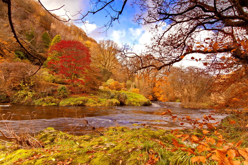 River in Autumn Forest — Green, Serene, Photograph, Trees, Moss, Sky