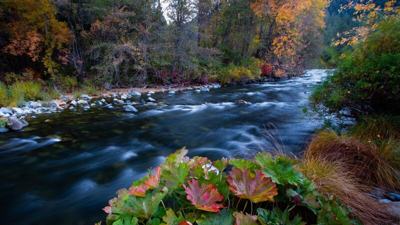 River in Autumn Forest — Green, Serene, Photograph, Trees, Rocks, Leaves