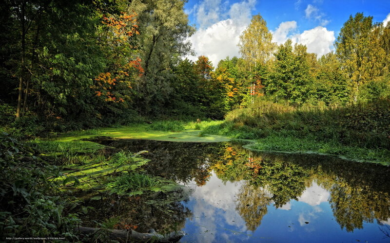 River in Autumn Forest — Green, Serene, Photograph, Trees, Sky, Reflection