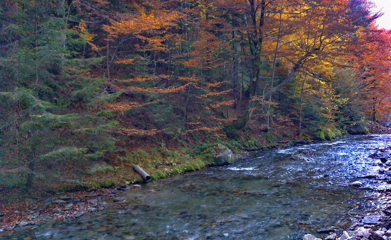 River in Autumn Forest — Green, Serene, Photograph, Trees, Stream