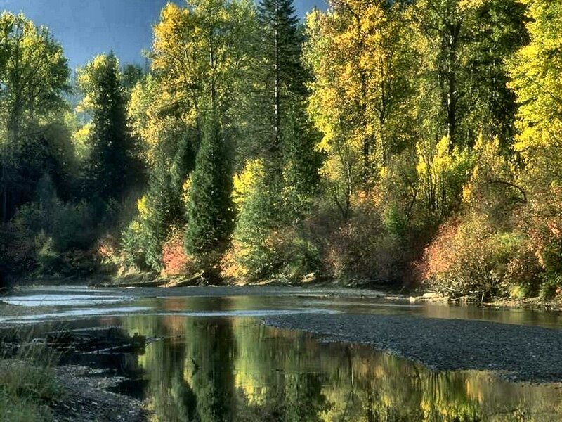 River in Autumn Forest — Green, Serene, Photograph, Trees